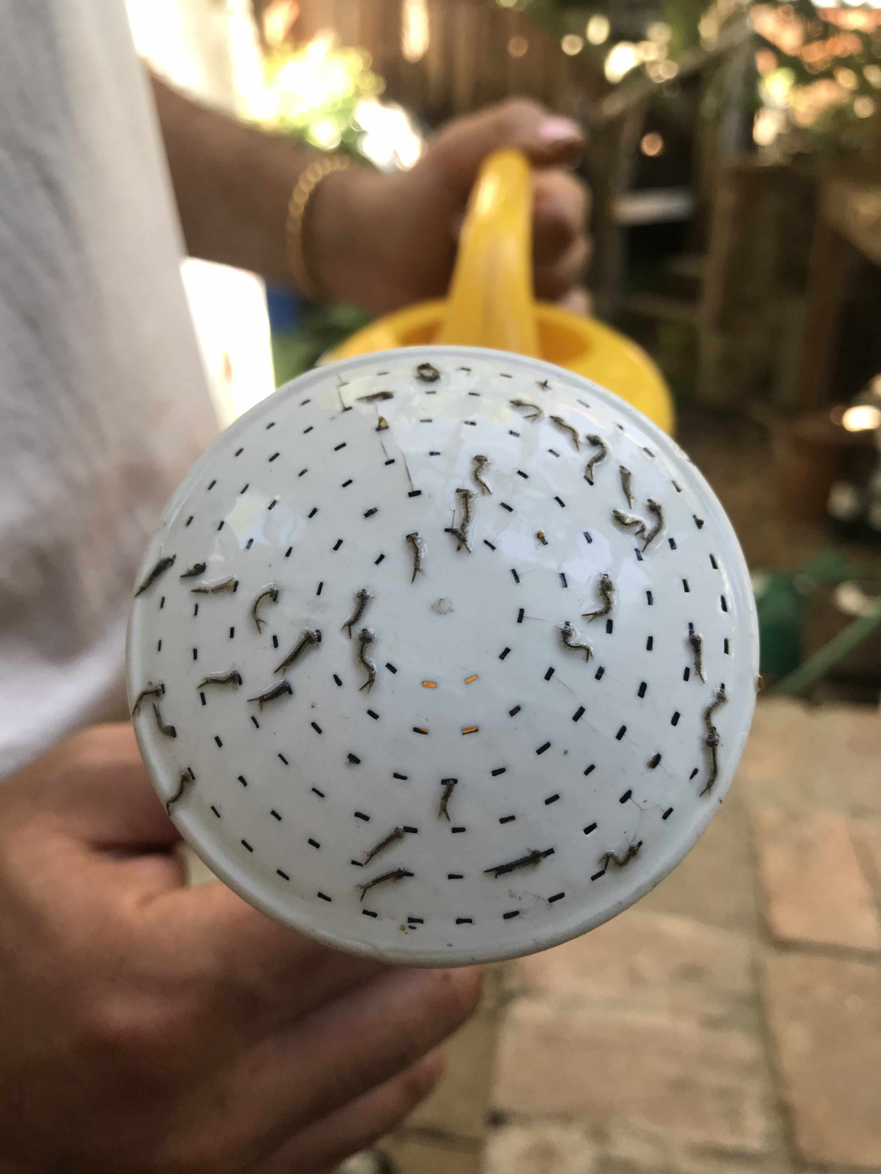 a close up photo of the top of a watering can with several small worms hanging onto it