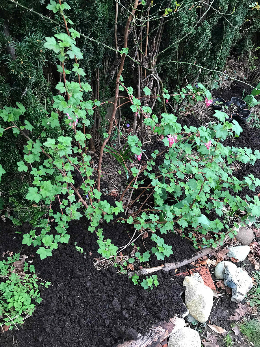 a freshly fertalized red current plant in the corner of the garden