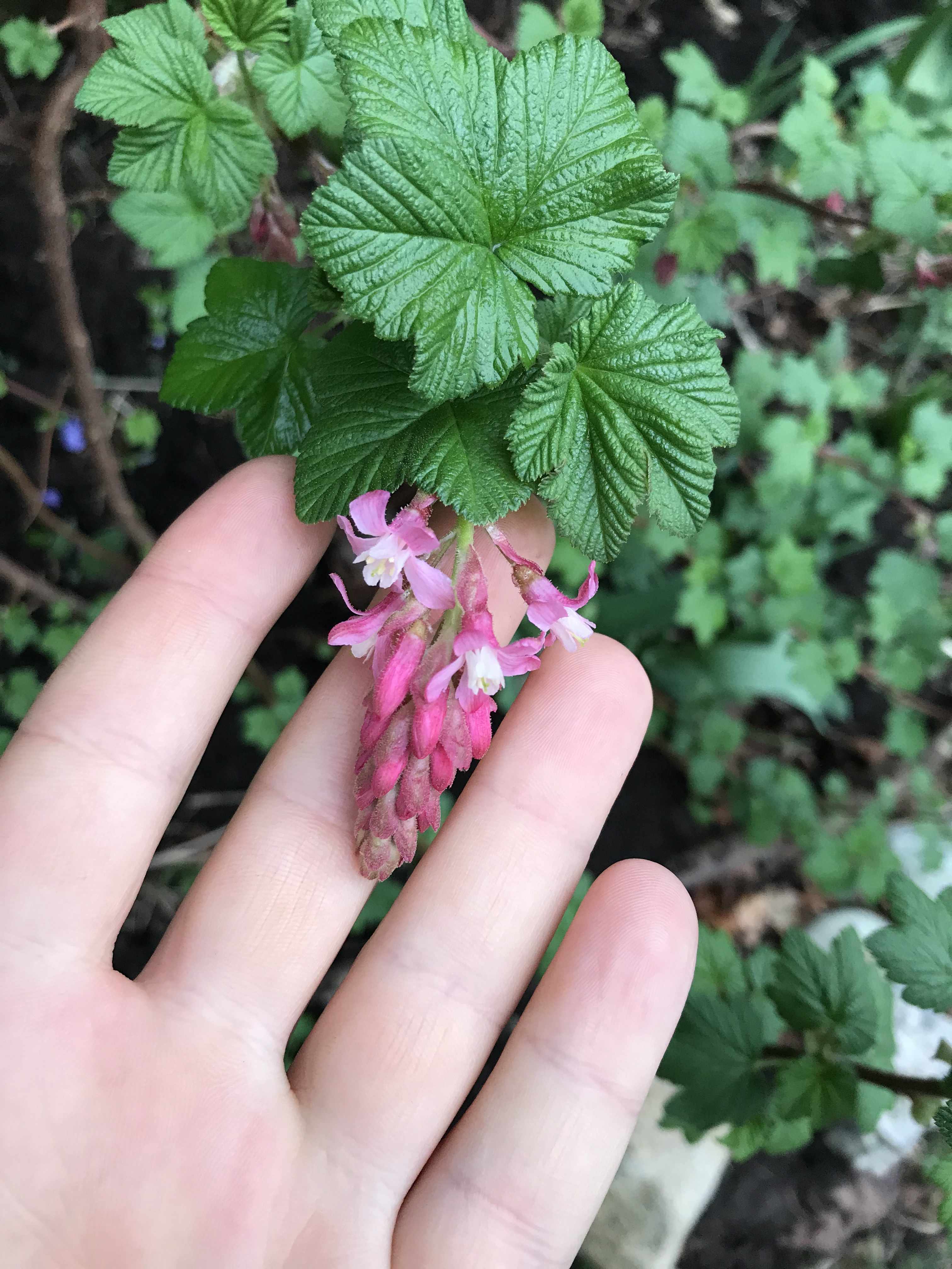 a closeup photo of Vivenne's hand holding red current flowers