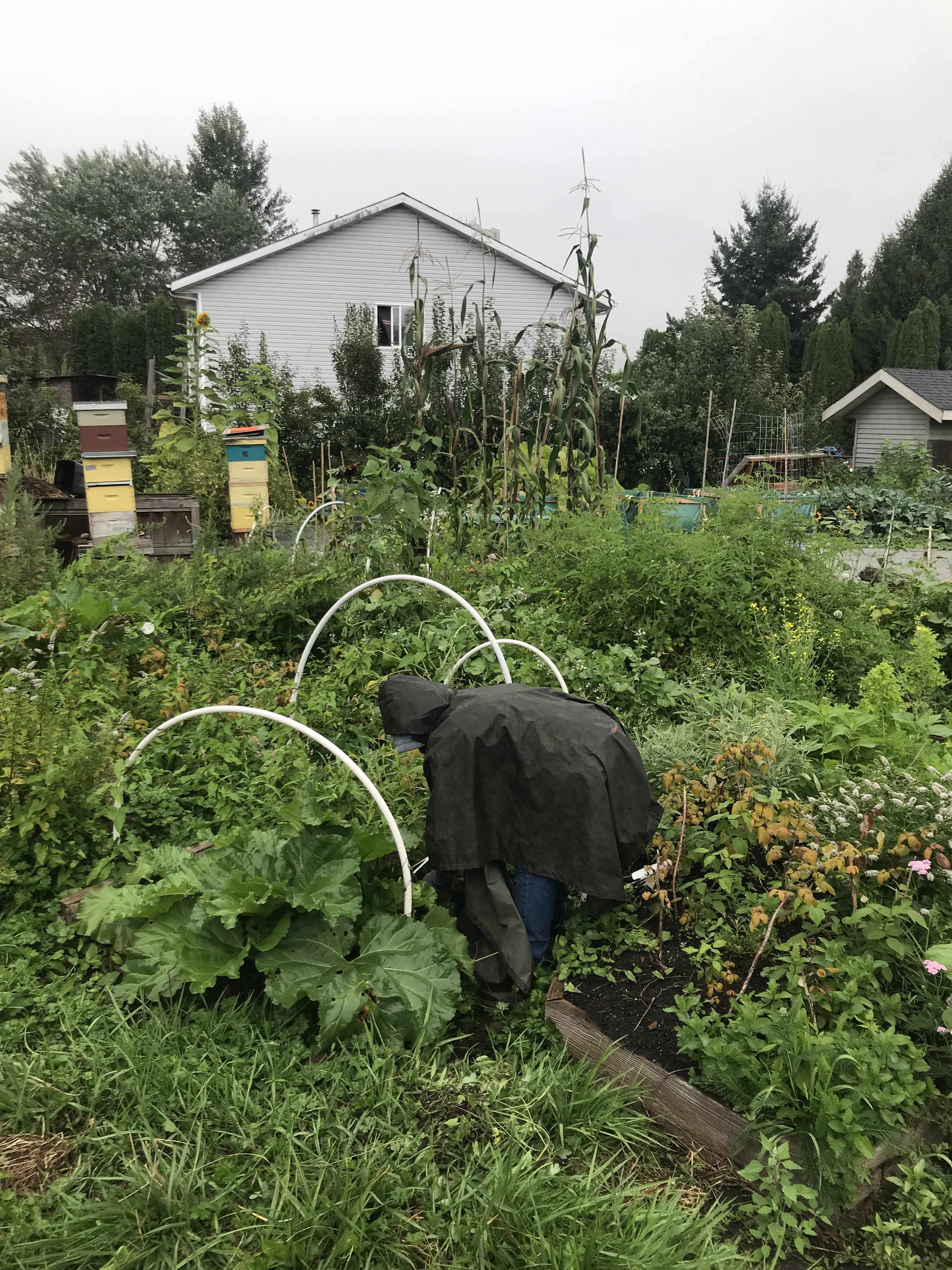 a bent figure wearing a rain cape weeding in the garden patch, next to the rhubarb