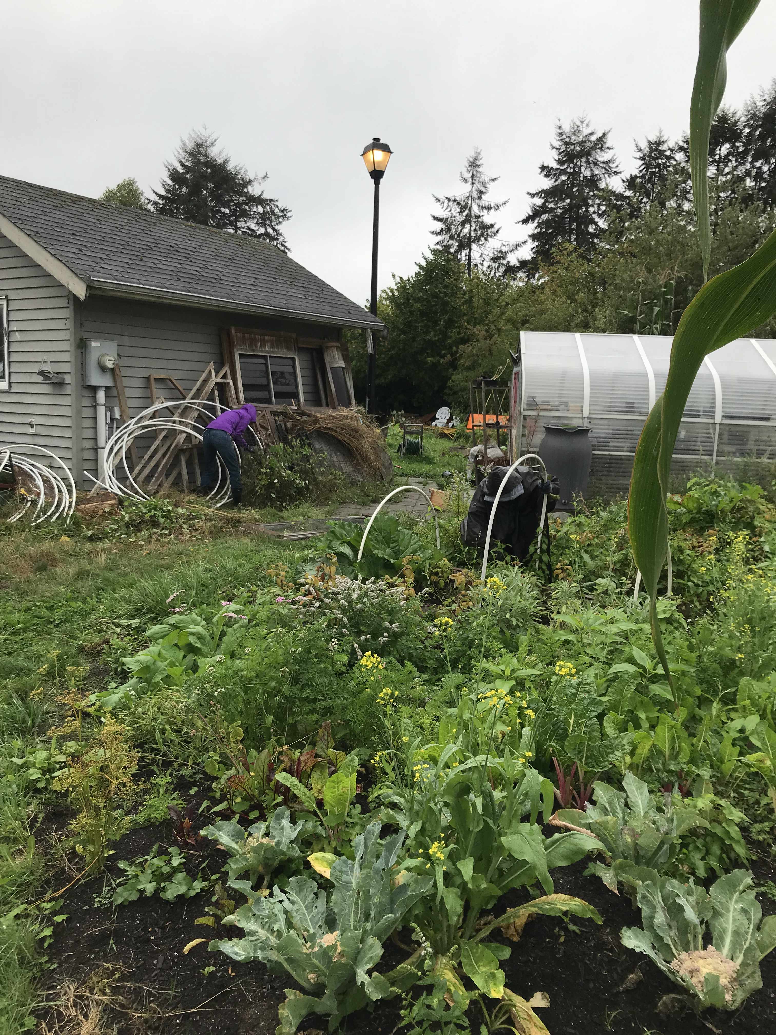 two figures in the background cleaning up and weeding a garden. rainy day with lots of edible plants like cauliflowers, chard, mint in the foreground