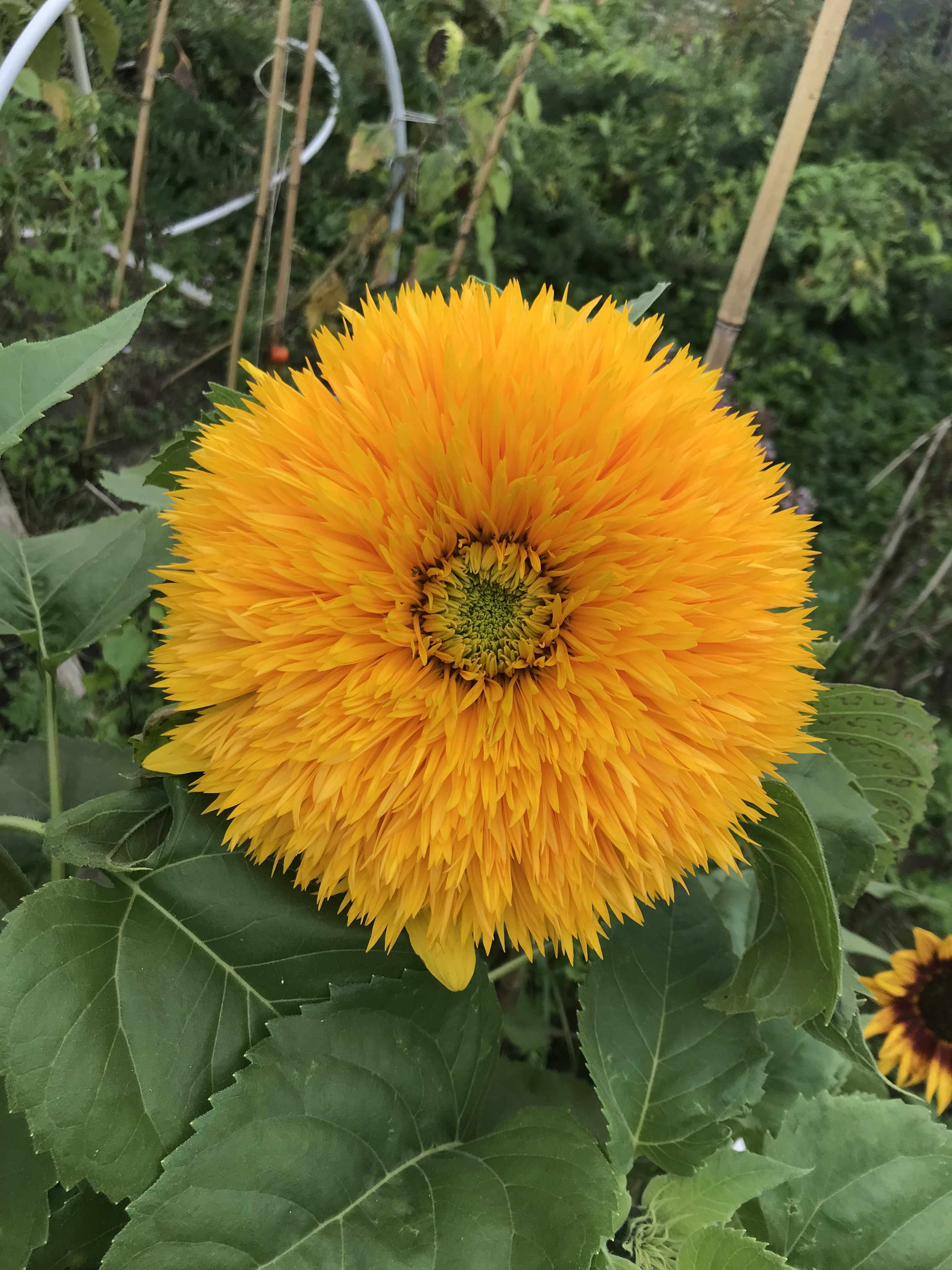 a sunflower the size of a dinner plate. instead of petals along the side and seeds in the middle, this sunflower has fuzzy petals all through its inside as if its a fluffy pillow rug