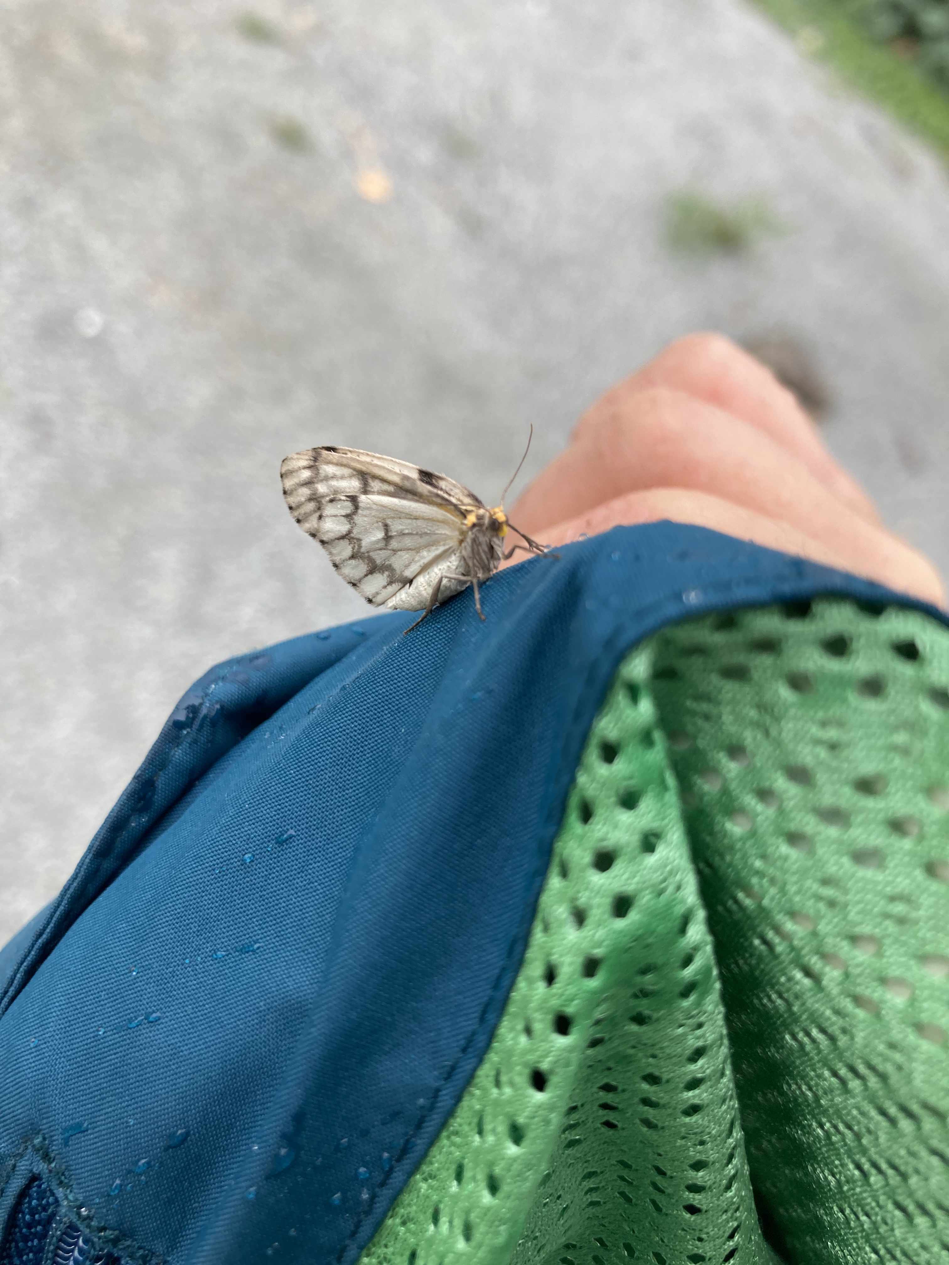 a moth that landed on a jacket. the moth has large iridescent wings