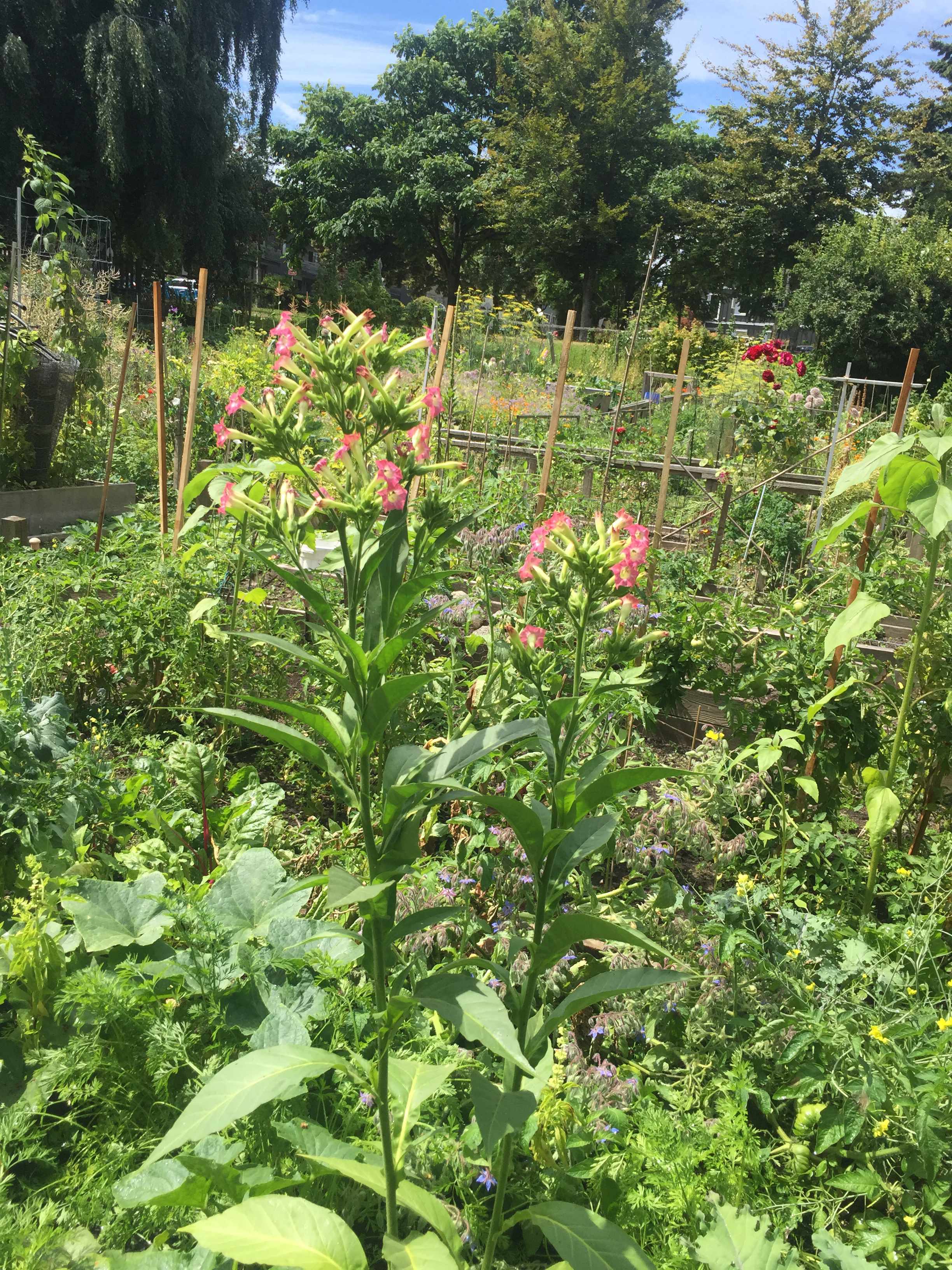 a bright sunny day in the garden of Haruko with a three foot plant that is flowering, in the icotina family. it's flowers are clindrical and green based with bright pops of pink at the tips. it is surrounded by plants. In the distance there are stakes and fences of the other gardeners in Sahalli Park