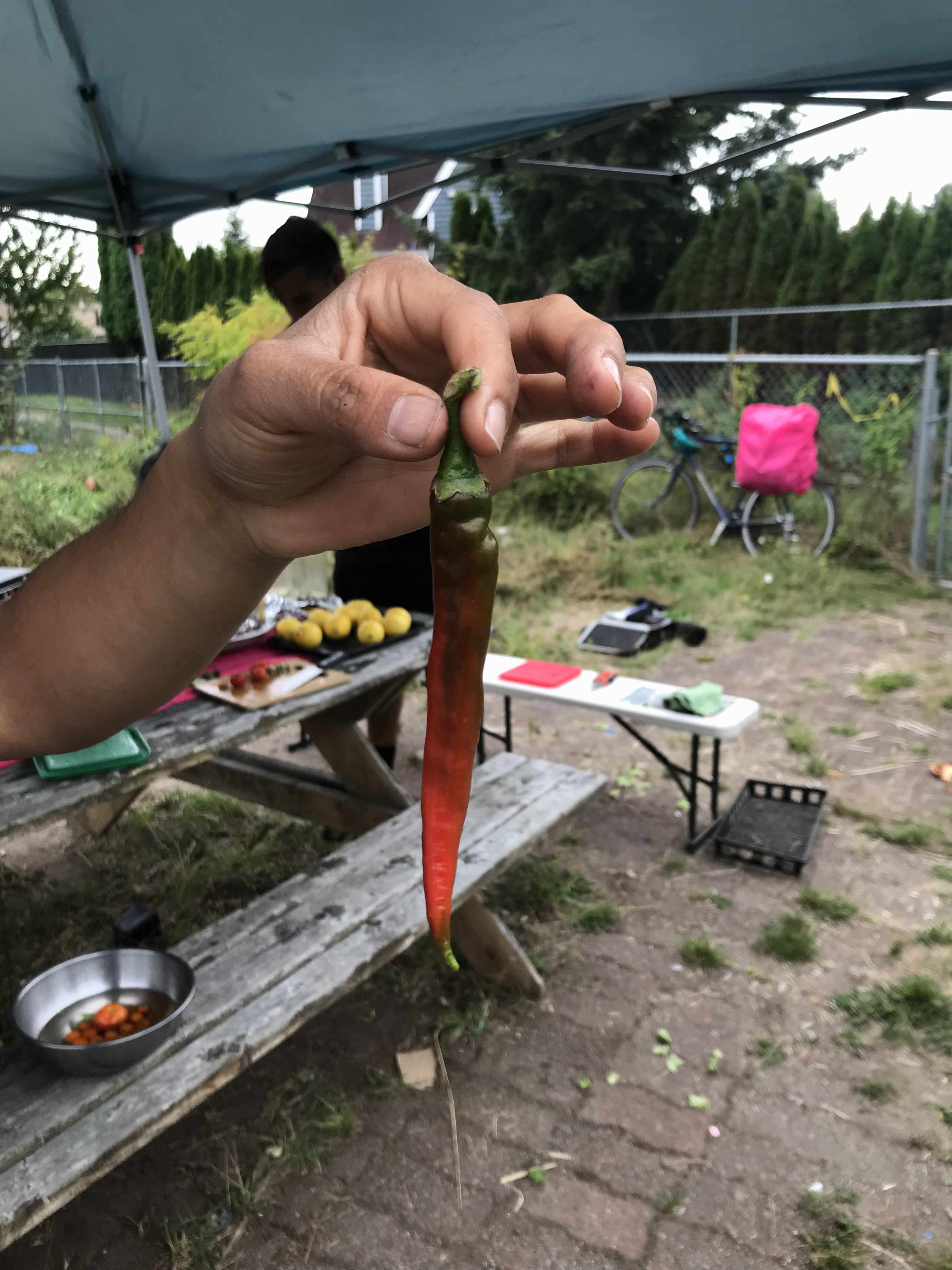 A hand holding up a red pepper in front of a picnic table full of apples and other vegetables