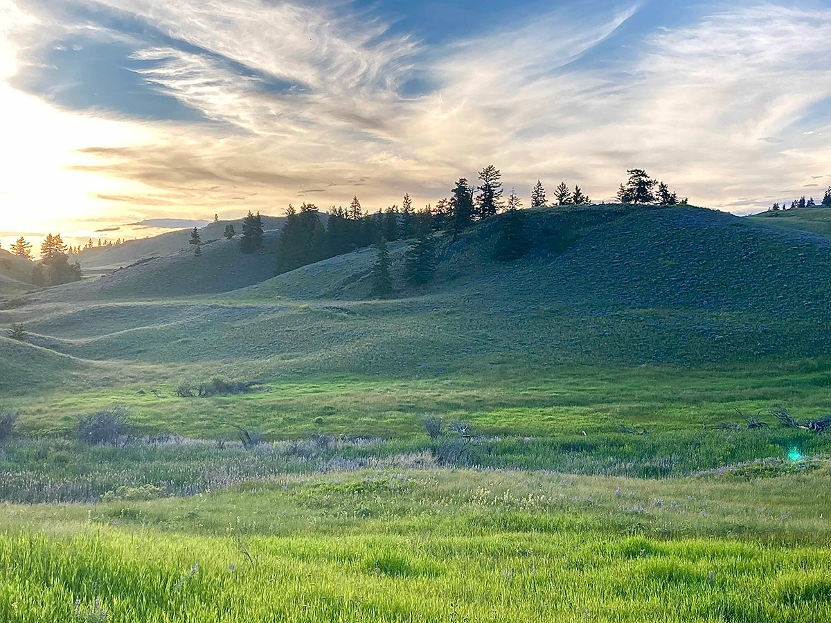 an outdoors landscape with a low hanging sun casting rays across a grassy hillside dotted with small coniferous trees