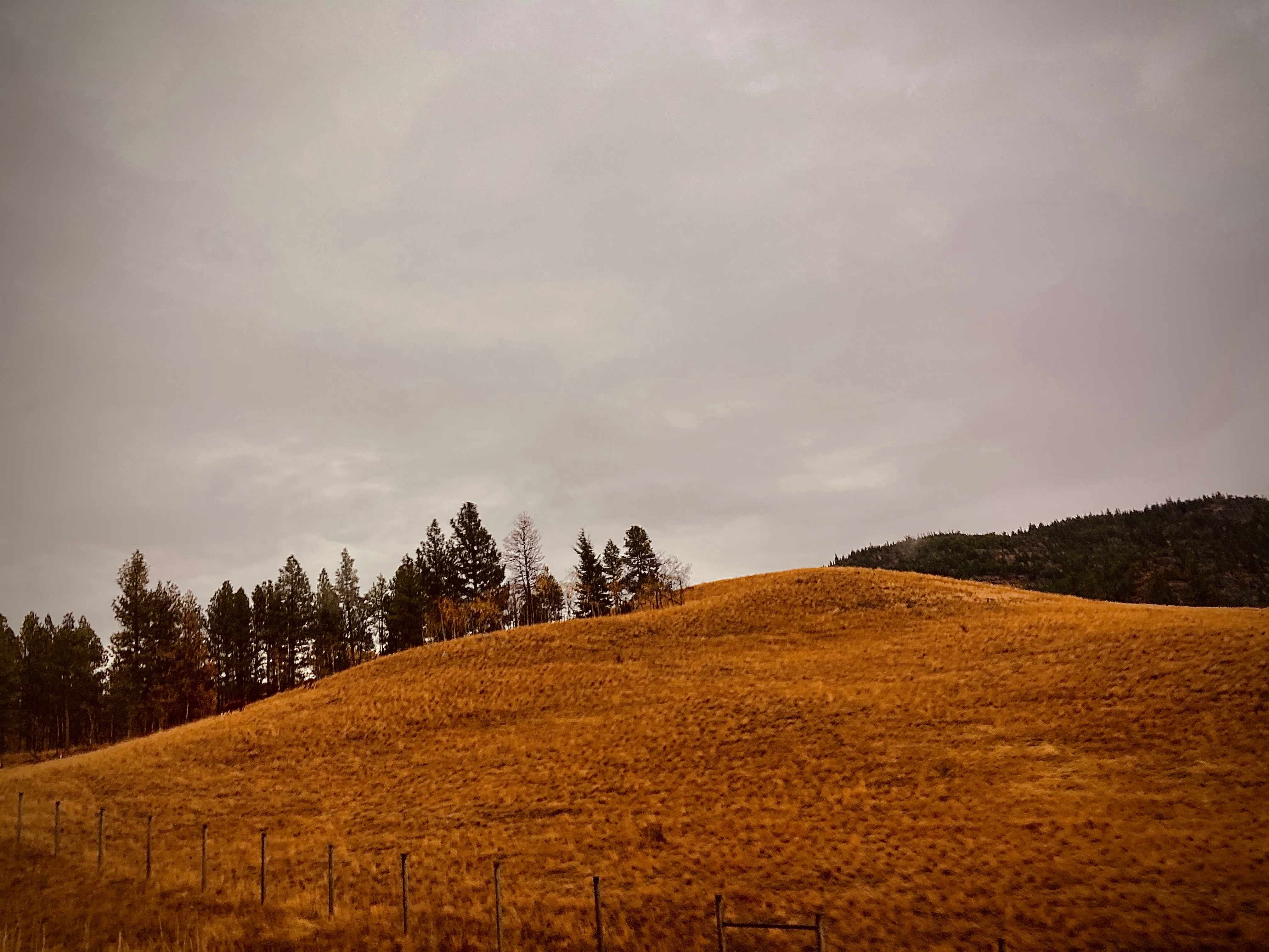 a dry grass hill with a fence running alongside it and conifer trees in the distance in front of a hazy sky