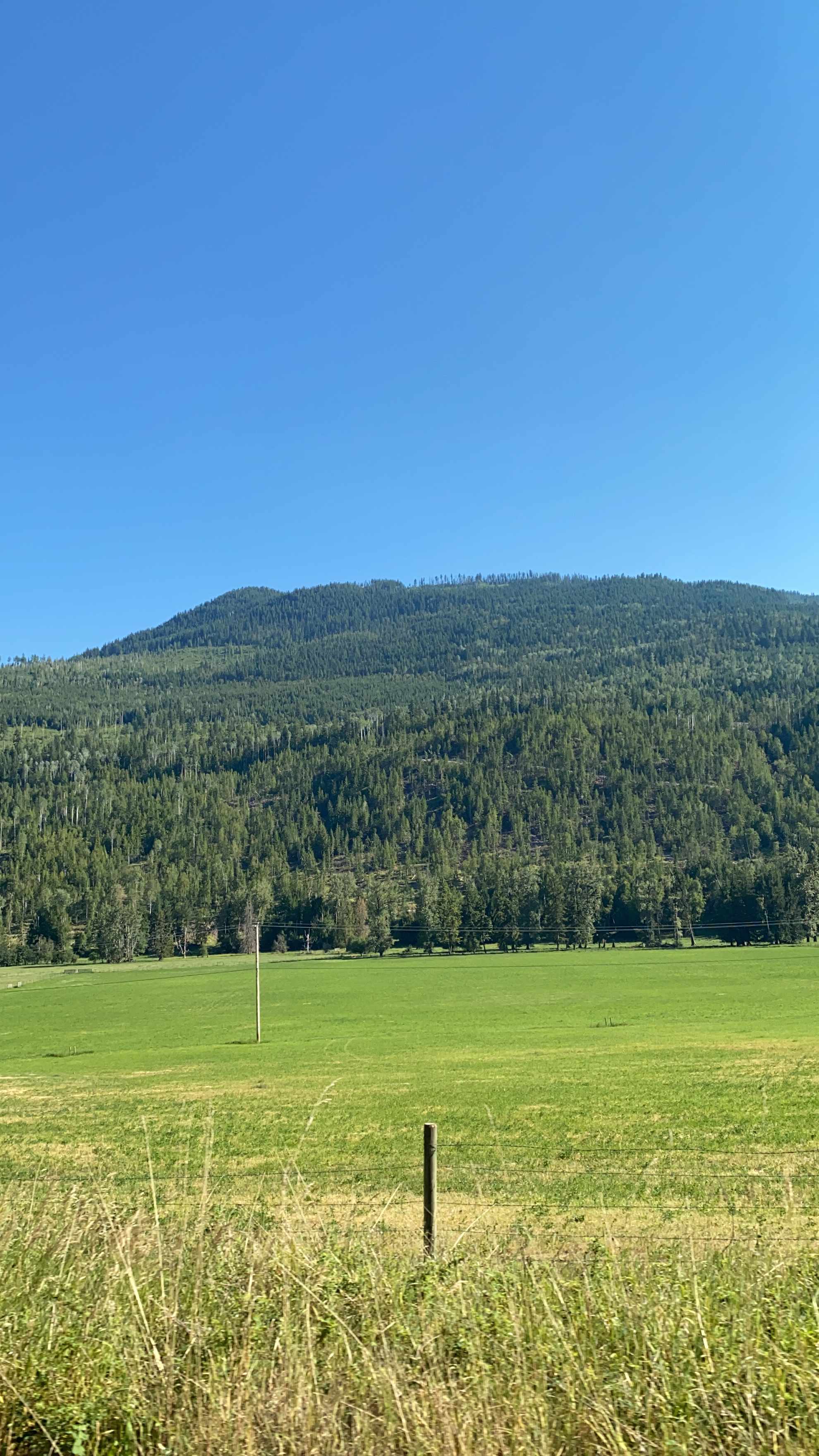 a bright blue sky is above a hillside full of trees behind a flat field full of short halthy grass with one solitary pole in the center of the field