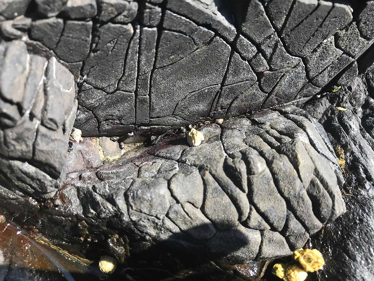 a closeup image of very textured rocks with lots of organic folds that look like clumps of taffy