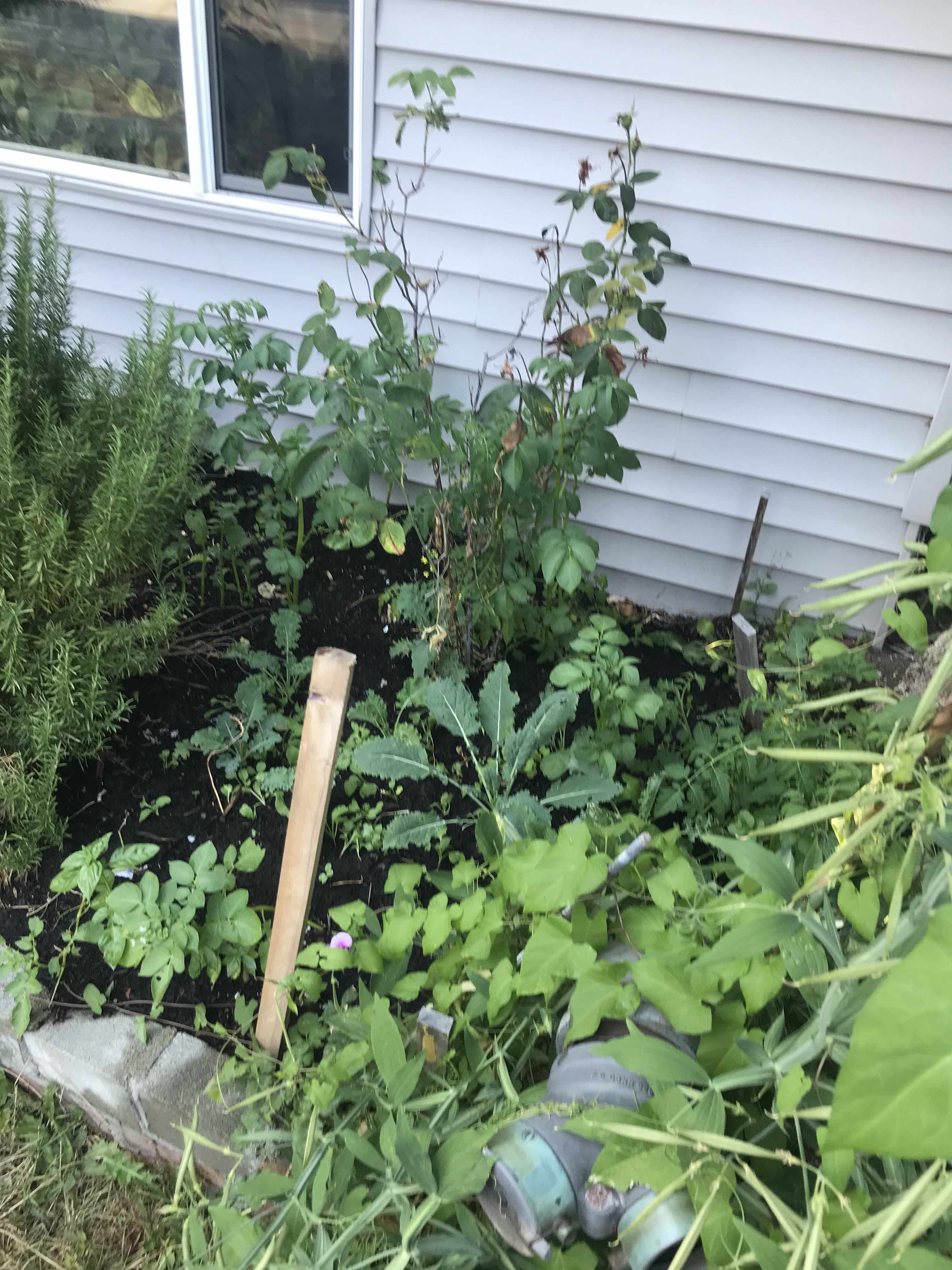 a garden containing plants that moses has grown