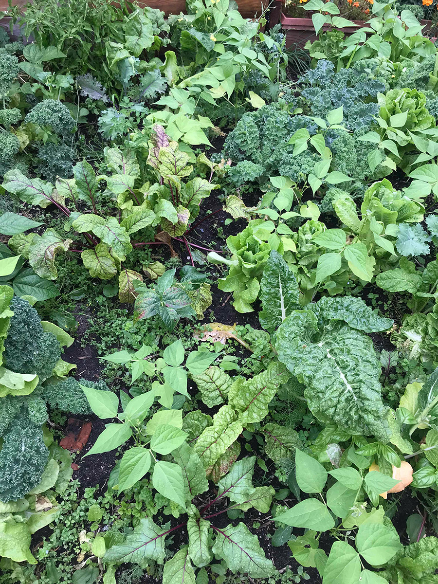 an overhead pghoto of basil, kale, chard bush beans and pepper as well as some ground covering plants like fennel, perslaine and chick weed