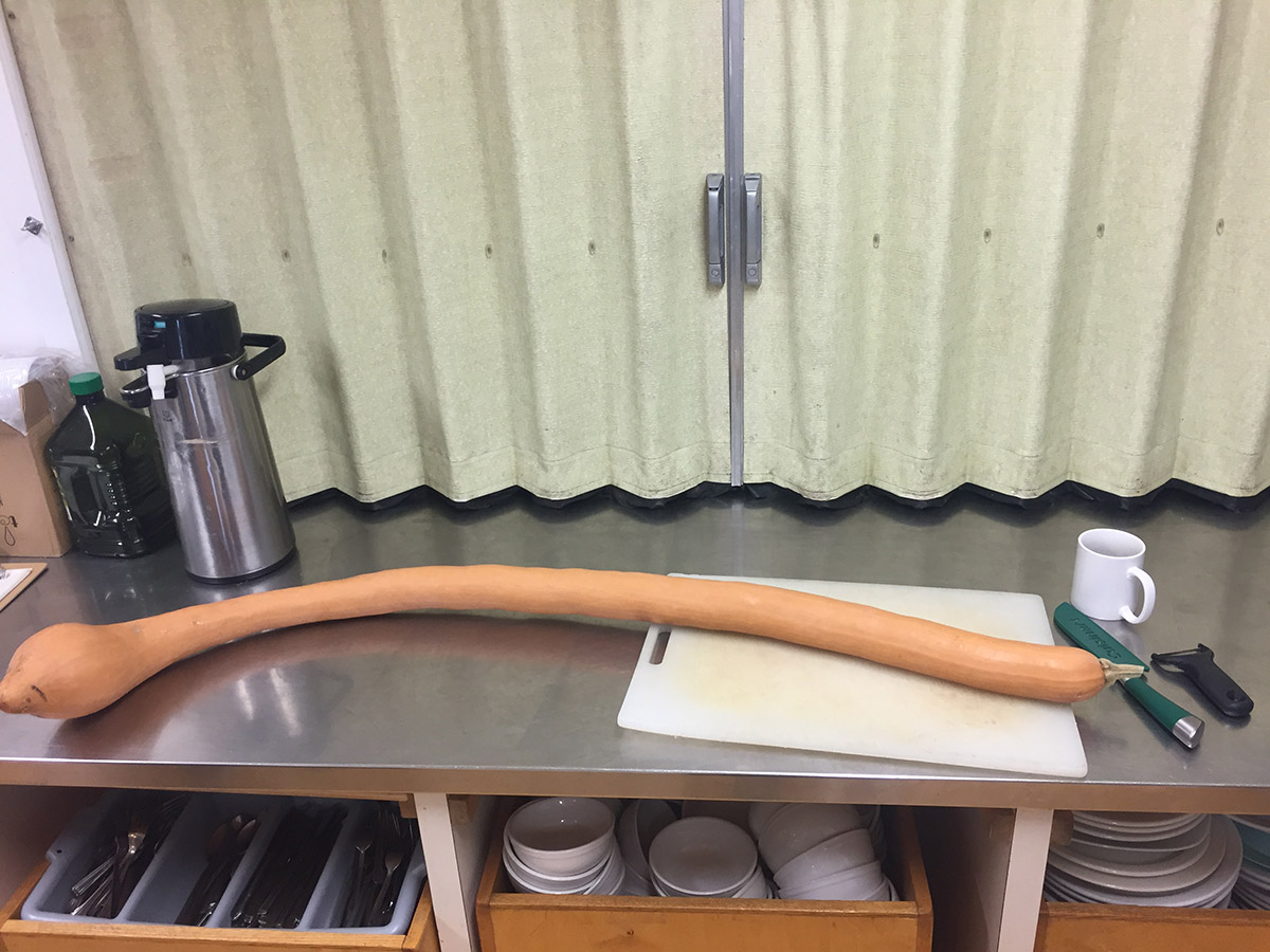 a 5 foot long squash ready to be peeled and prepped for soup making on the countertop. there is a cutting board half the size of the sqush and knives and a peepler. under the counter, there are hundreds of cutlery and tableware on carts.