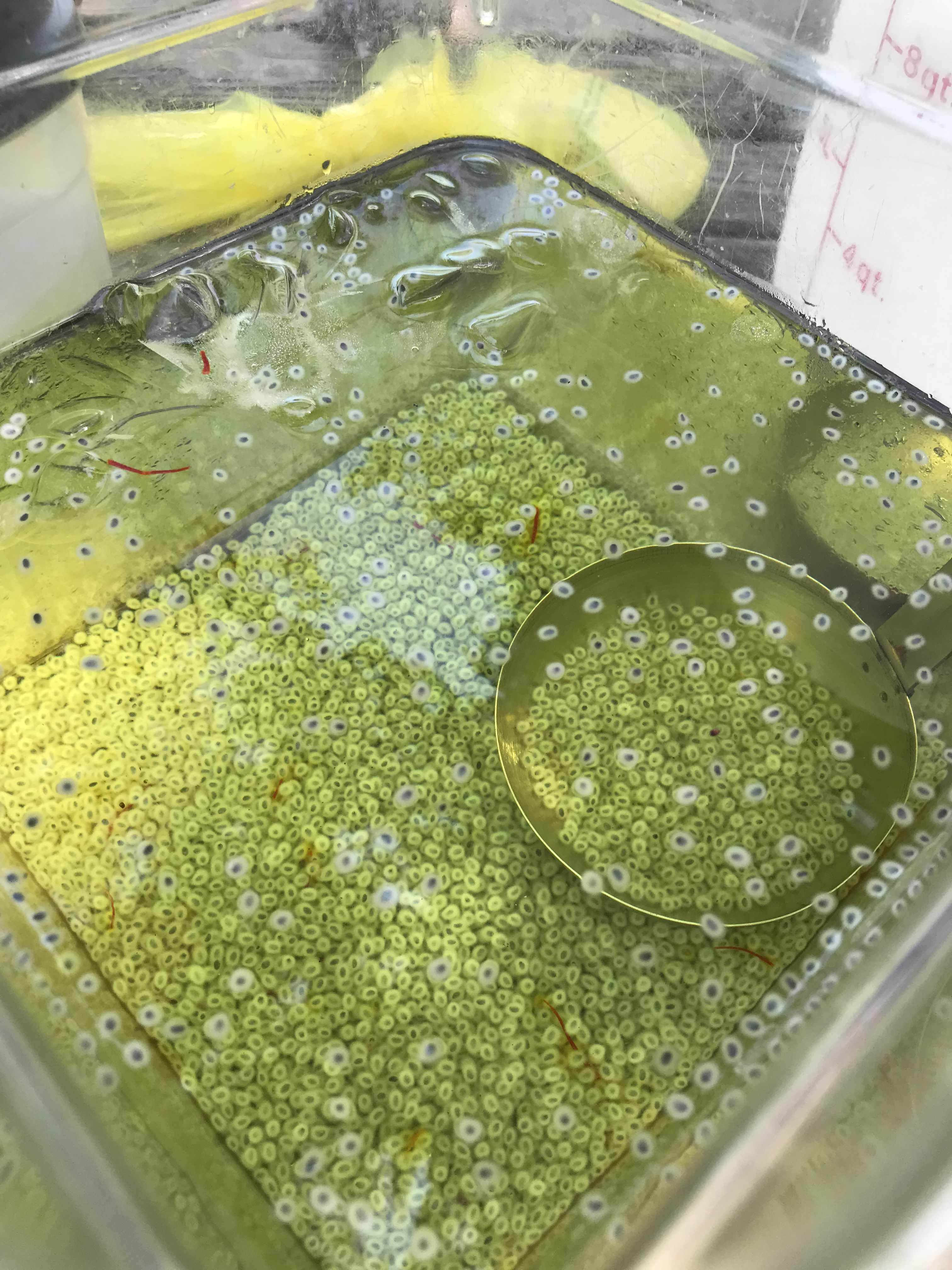 close up of a large jug of saffron and basil seed infused drink with ice. the basil seeds have swelled up and formed a gelatinous coating on them