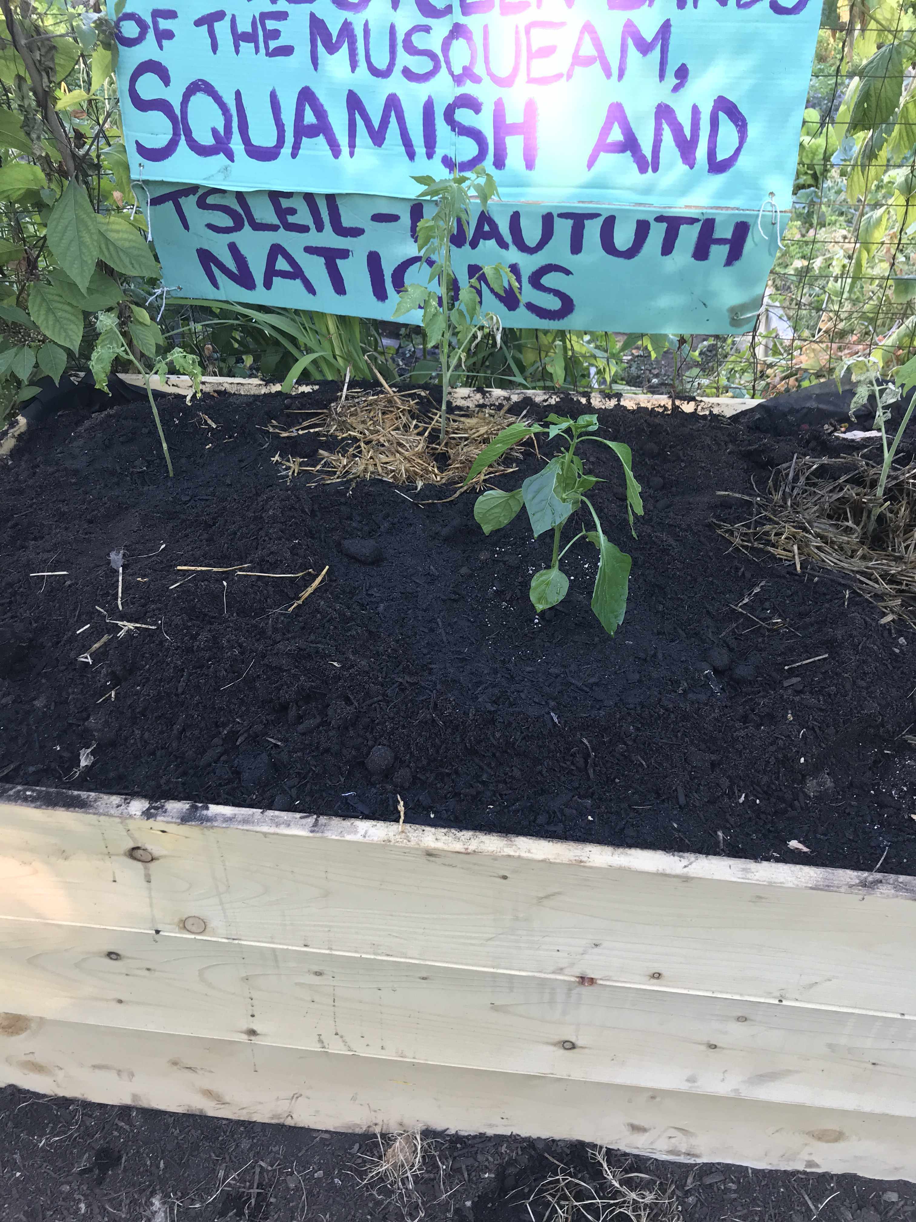 three young pepper plants on the garden bed, freshly watered.