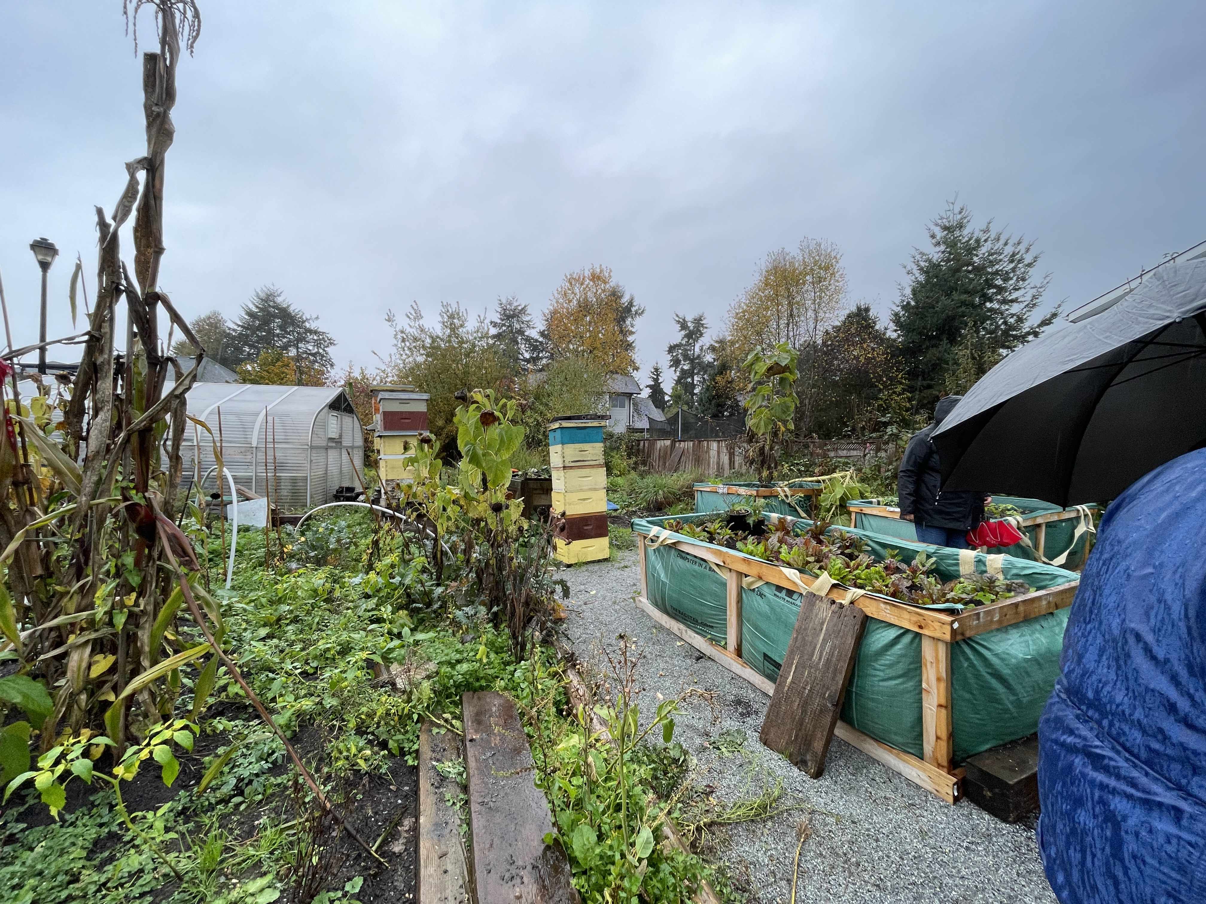 early fall at harmony garden raised beds with some cold resistant greens, rotting husk of corn, trees in the background with yellow leaves