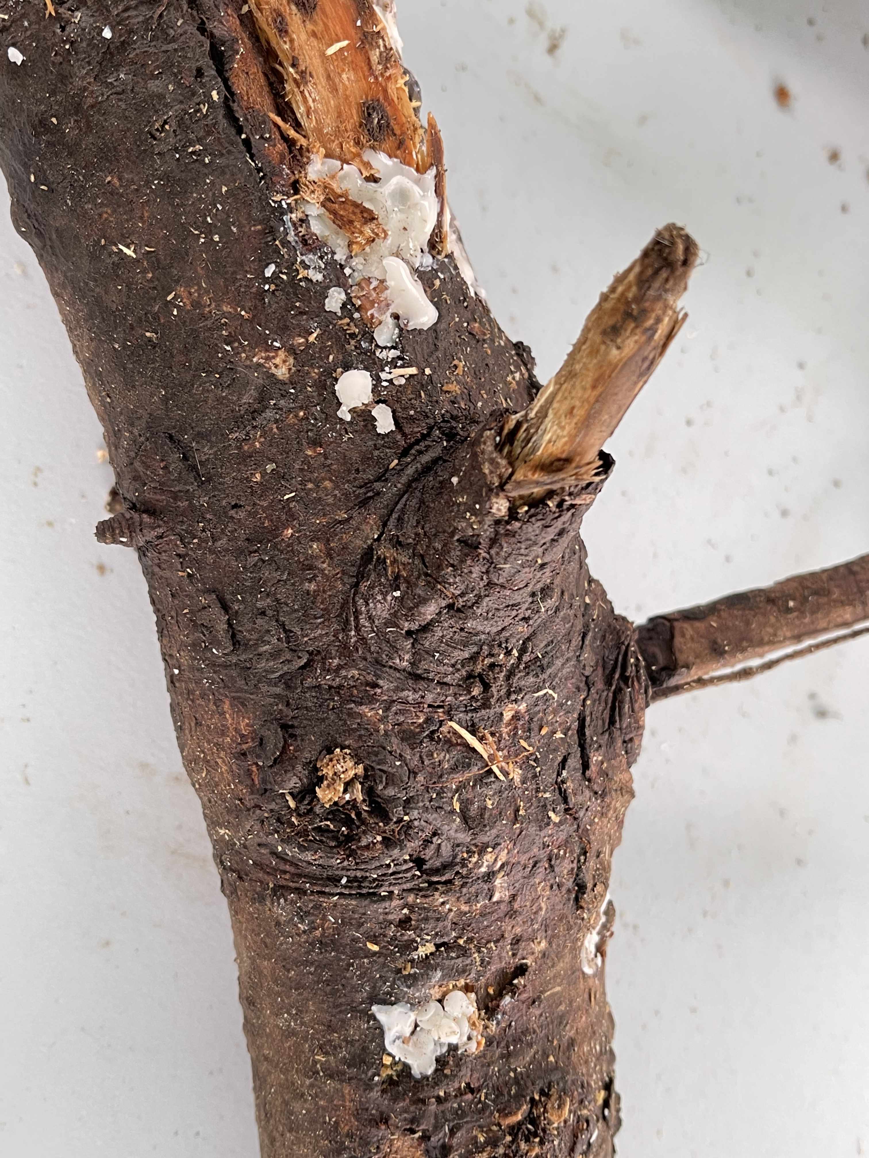 close up of a log that has been drilled a hole, then inoculated with mushroom spores, and then sealed with beeswax