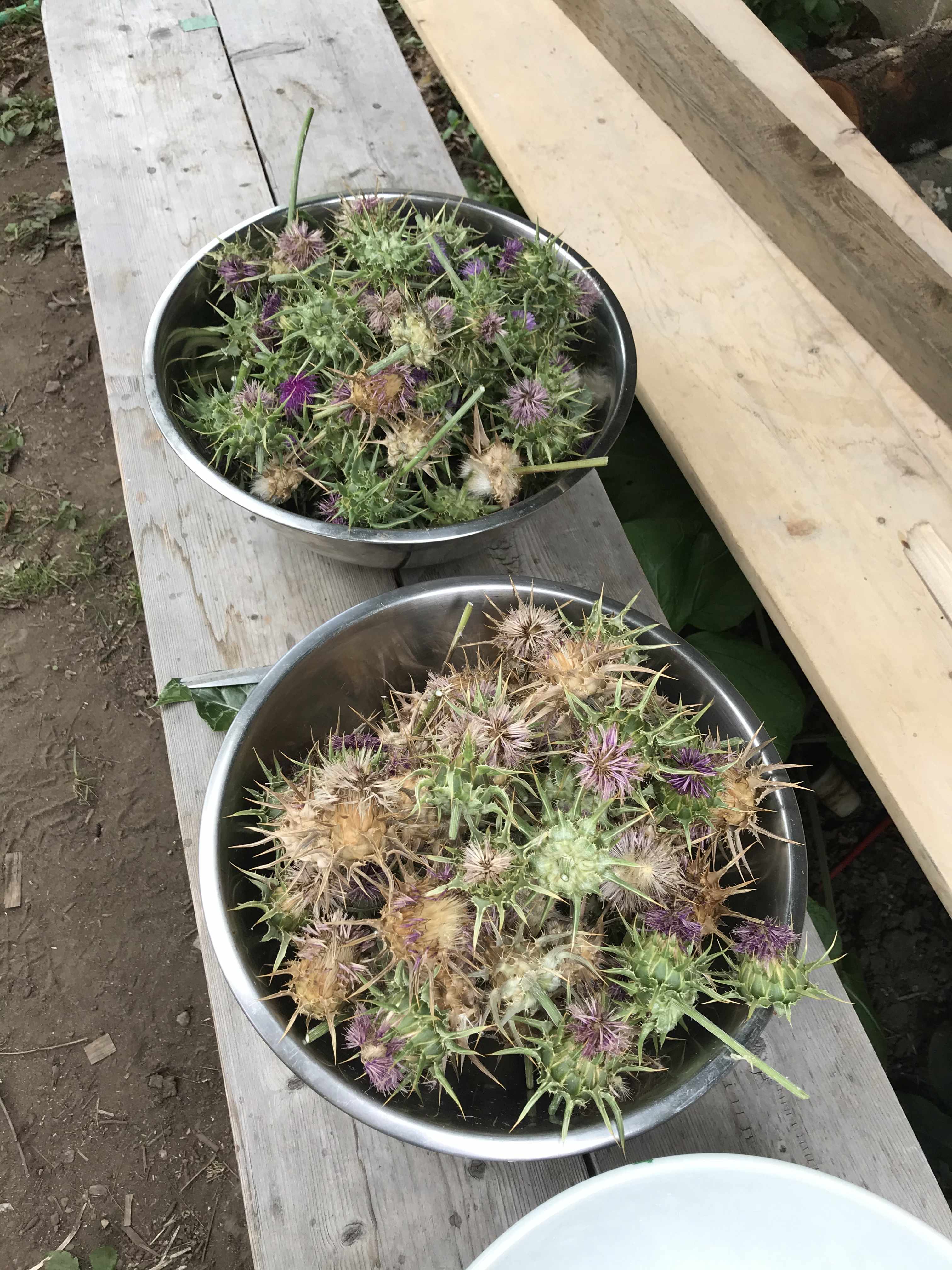 a close up of milk thistle plants which are the size of a hand palm, and very prickly, with seeds coming out the top in fluffly clusters