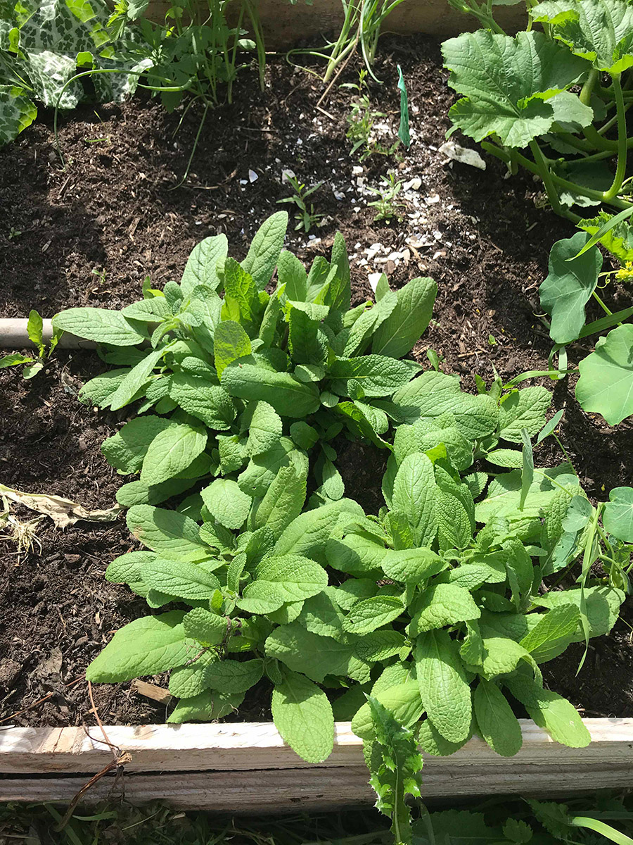 clary sage plant  they are small finger sized oval leaves slightly furry