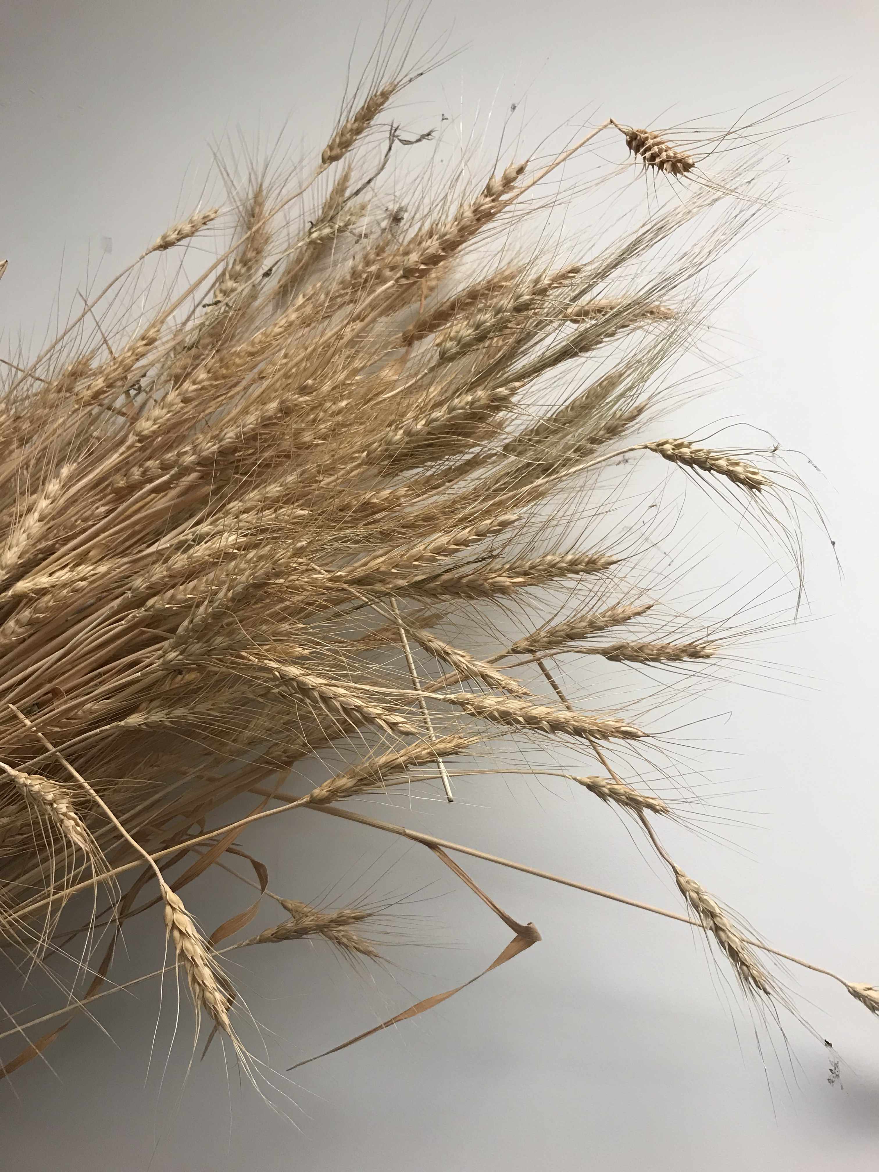 a bundle of dried wheat asgainst a bakground of white